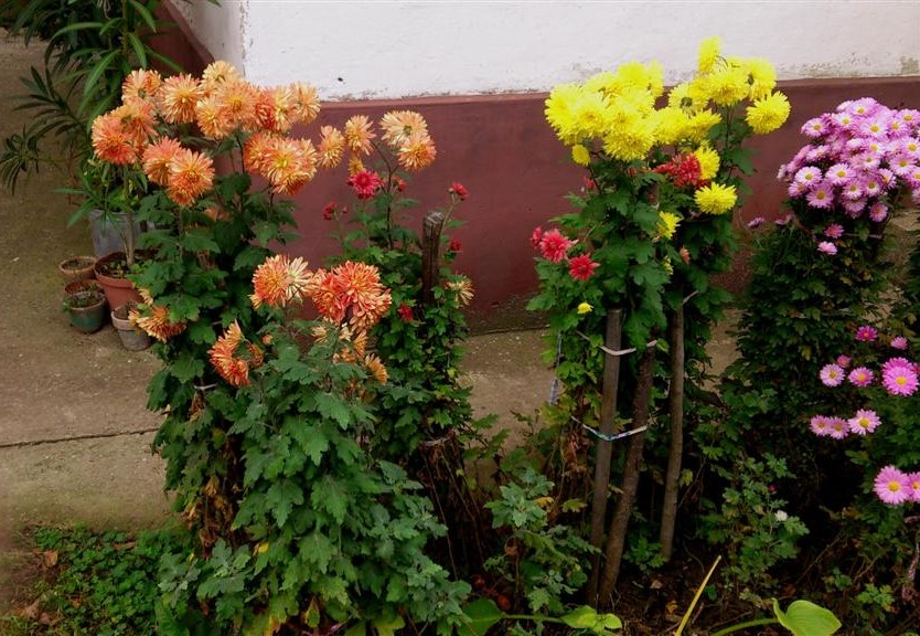 Chrysanthemum indicum hybridum - Hrizanteme (Large)