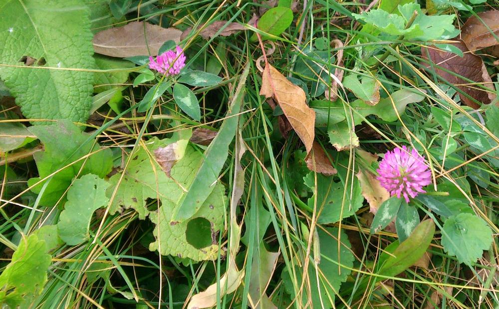 Trifolium pratense L