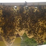 Izvidnice u pčelinjem društvu
