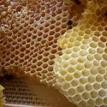 Medljika i zimovanje pčela
