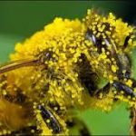 Elektricitet pčela i zeolit