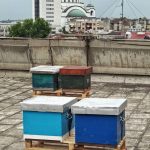 Podrži urbano pčelarstvo