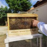 Kurs “Urbanog pčelarstva za početnike”