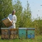 Savremeni pristup pčelarenju porodice Balint i nekoliko nepisanih pravila u pčelarstvu.